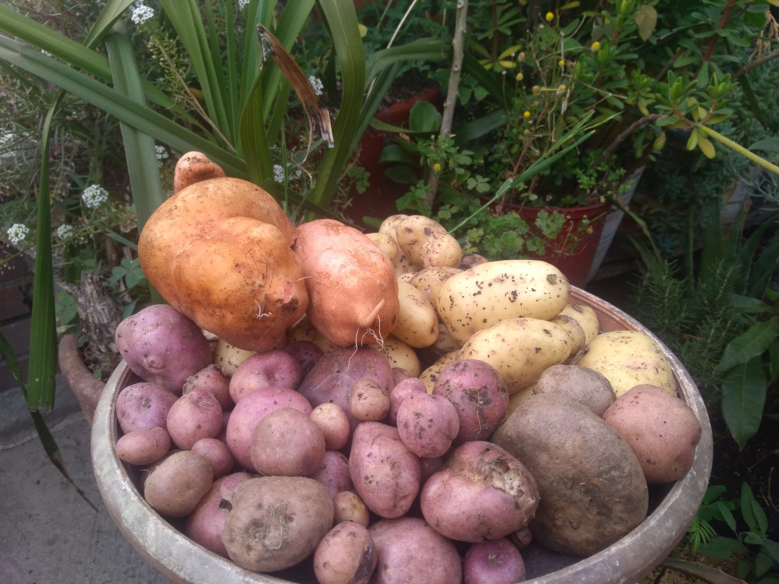 En este momento estás viendo Vinculación de 16 participantes en desafíos culinarios